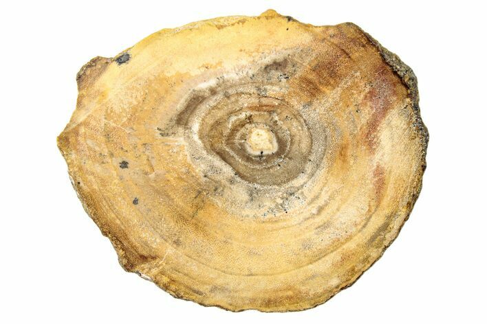 Polished Petrified Wood (Dicot) Round - Idaho #252869